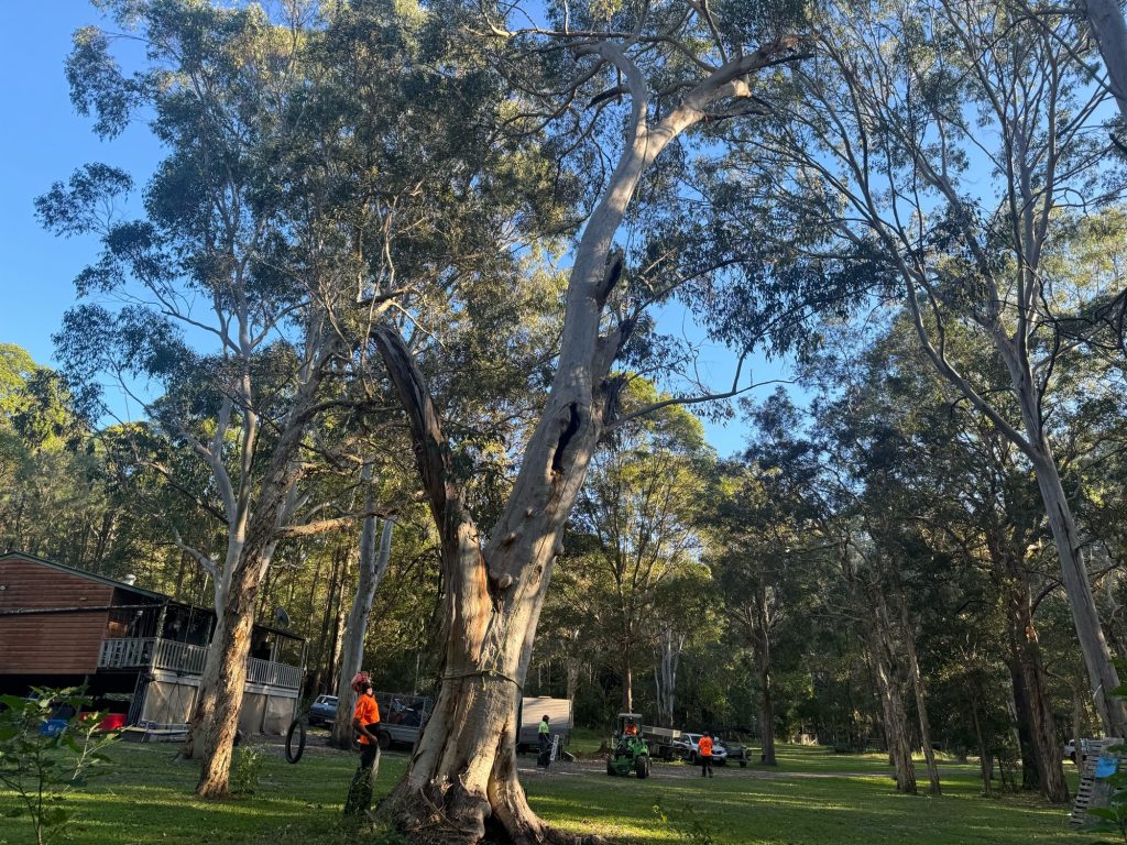 Arborist consulting Sunshine Coast